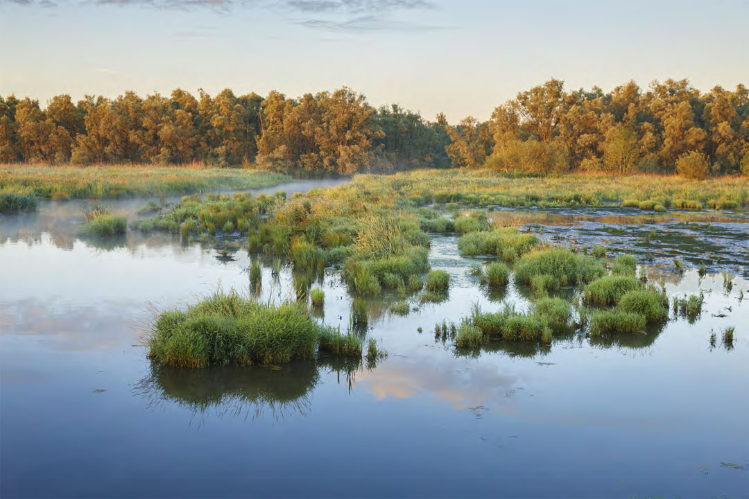 De Biesbosch