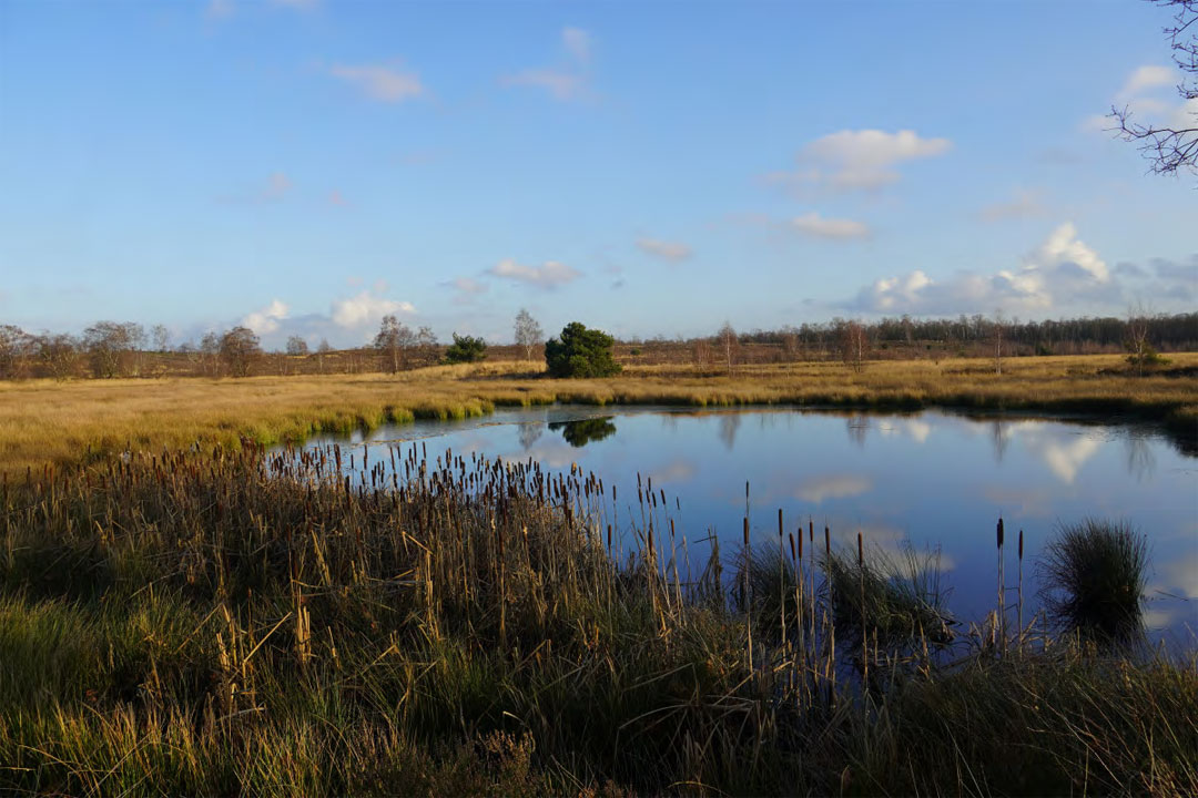 Maasduinen