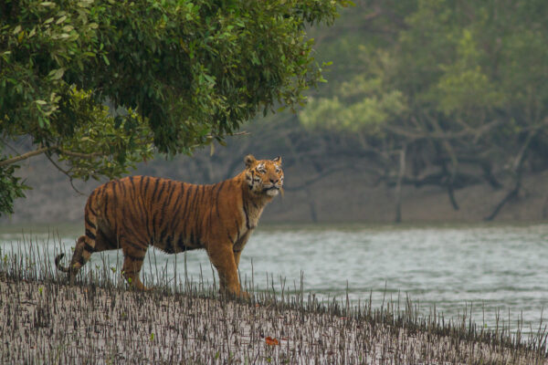 Tiger from Sundarbans Tiger Reserve, West Bengal, India / Wikipedia / CC BY-SA 4.0 Tiger from Sundarbans Tiger Reserve, West Bengal, India, Wikipedia