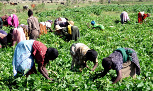 Ethiopia, farmers, workers by Kristina Stefanova, USAID / CC0
