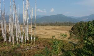bhutan paddy fields