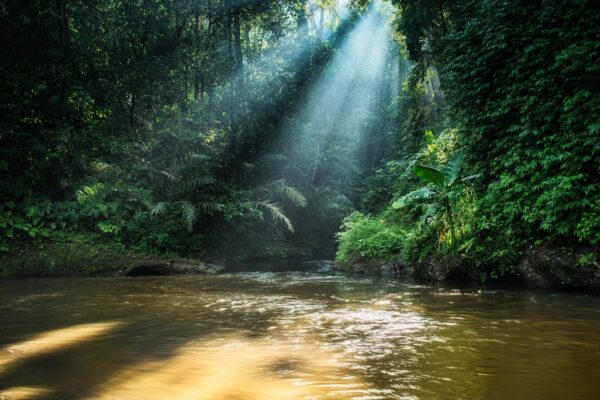 Magic light shining trhough trees on a river below